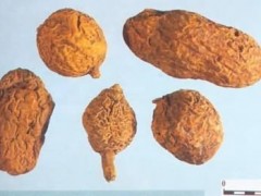 金果欖的功效與作用