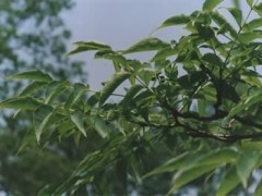 黃皮樹(shù)的功效與作用