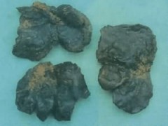 水獺肝的功效與作用
