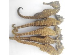 海馬功效作用
