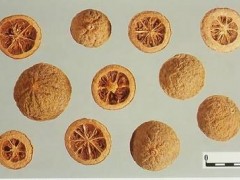 枳殼