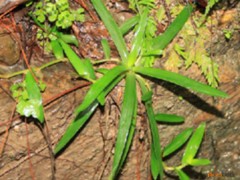 牛軛草