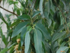 檸檬桉葉