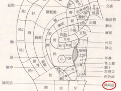 屏間前耳穴，屏間前耳穴準確位置圖和作用及功效