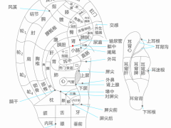 高血壓點耳穴，高血壓點耳穴準確位置圖和作用及功效