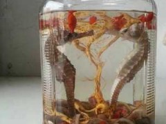 海馬酒(治療陽痿藥酒配方)