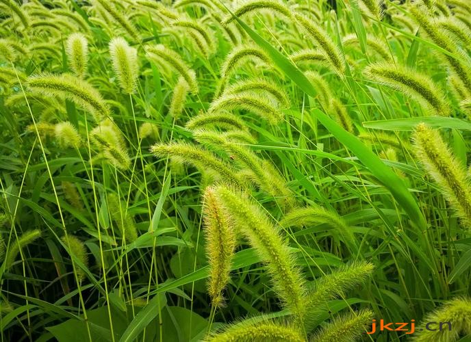 狗尾巴草