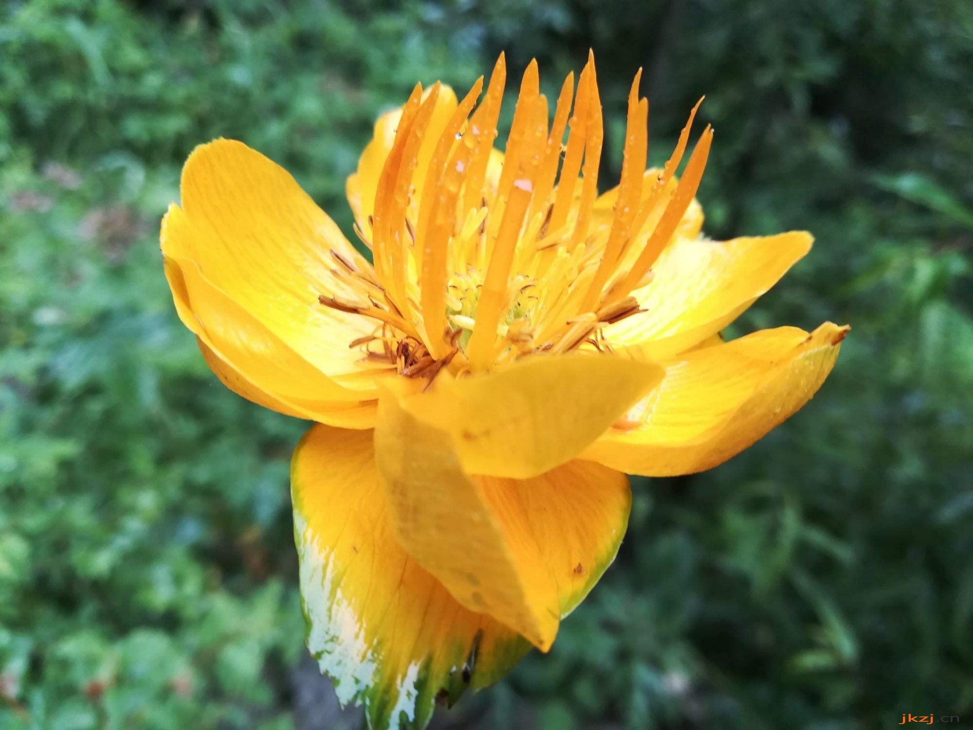 金蓮花