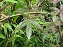 紅毛五加皮的功效與作用，紅毛五加皮的圖片，紅毛五加皮用法及注意事項