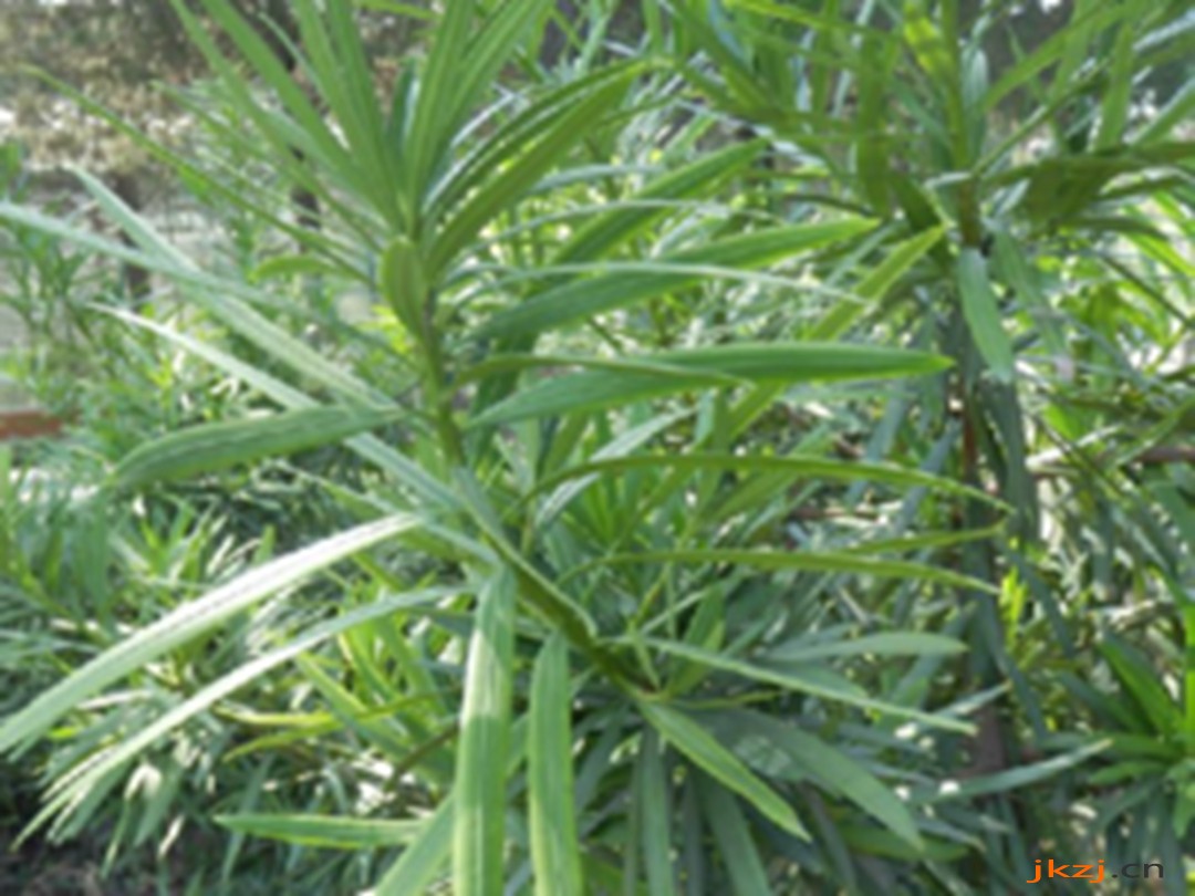 羅漢松根皮