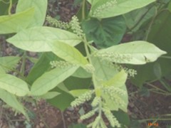 華風車子的功效與作用，華風車子的圖片，華風車子用法及注意事項