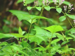 峨眉黃芩的功效與作用，峨眉黃芩的圖片，峨眉黃芩用法及注意事項