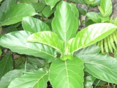 對葉榕的功效與作用，對葉榕的圖片，對葉榕用法及注意事項