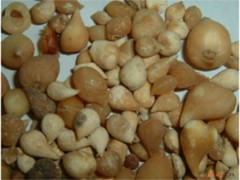 麗江山慈菇的功效與作用，麗江山慈菇的圖片，麗江山慈菇用法及注意事項