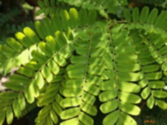 羅望子葉黃檀的功效與作用，羅望子葉黃檀的圖片，羅望子葉黃檀用法及注意事項