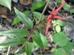 莖花來江藤的功效與作用，莖花來江藤的圖片，莖花來江藤用法及注意事項