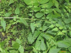 峨眉香料的功效與作用，峨眉香料的圖片，峨眉香料用法及注意事項