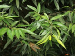 栲栗葉的功效與作用，栲栗葉的圖片，栲栗葉用法及注意事項